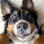 Luba_cruit Luba_cruit