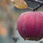 svetlana-shmeleva svetlana-shmeleva