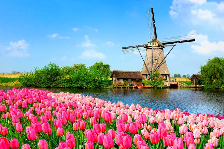 Ветряная мельница и тюльпаны в Нидерландах, куда можно переехать из стран СНГ