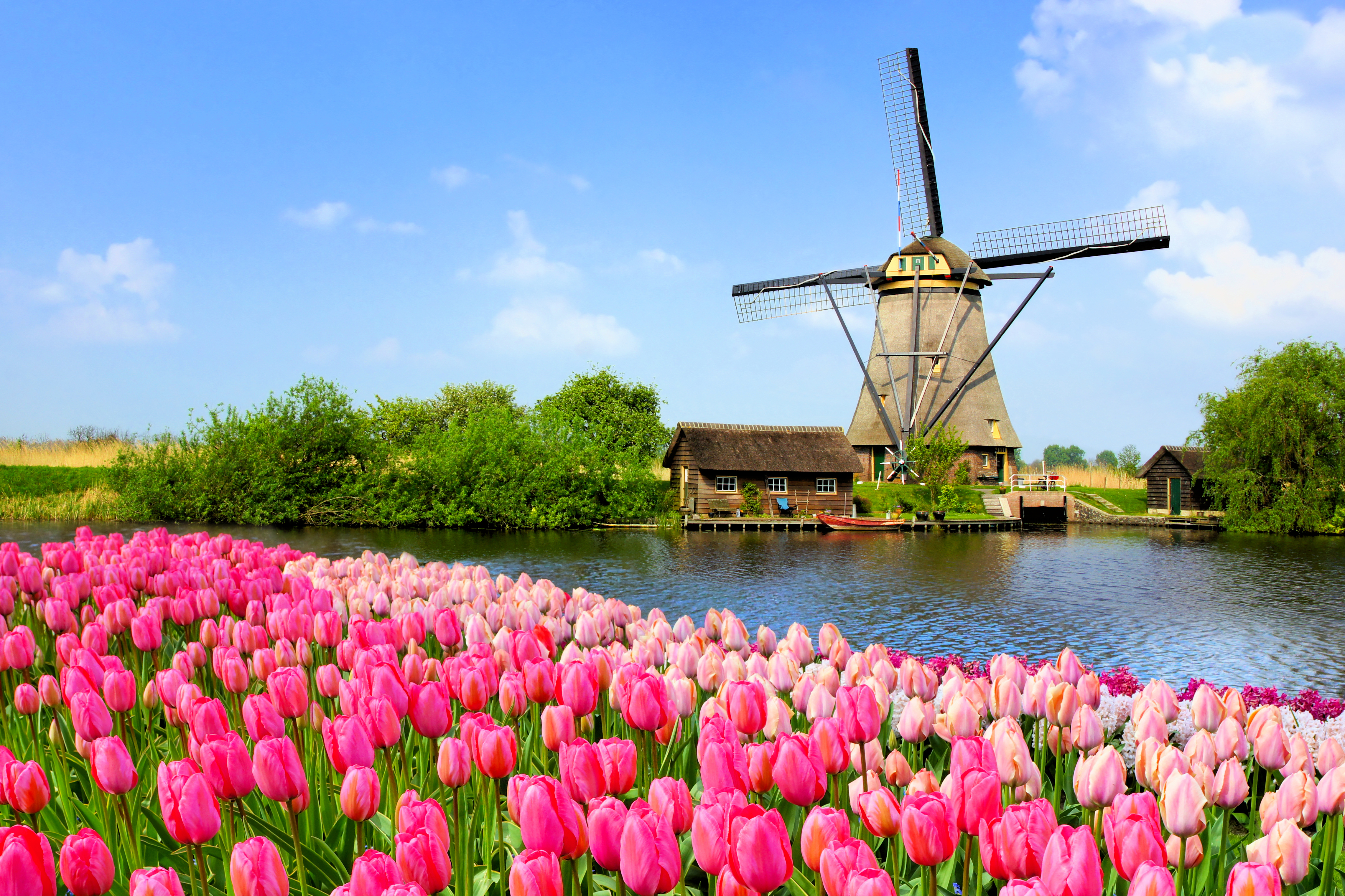 Ветряная мельница и тюльпаны в Нидерландах, куда можно переехать из стран СНГ